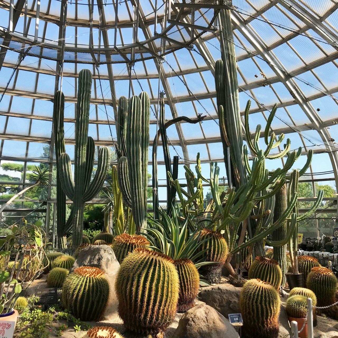 手柄山温室植物園 ハリマブログ ハリマニックス